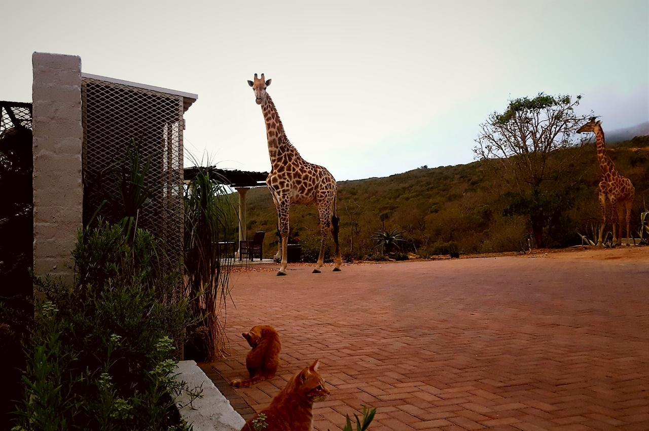 Graceland Eco Retreat Magoebaskloof Dış mekan fotoğraf