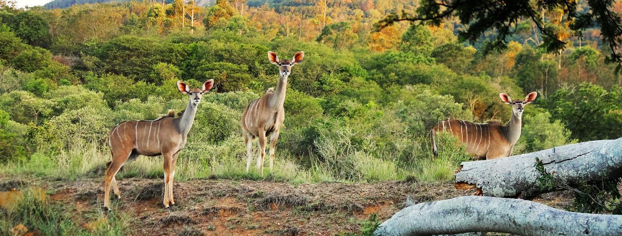 Graceland Eco Retreat Magoebaskloof Dış mekan fotoğraf