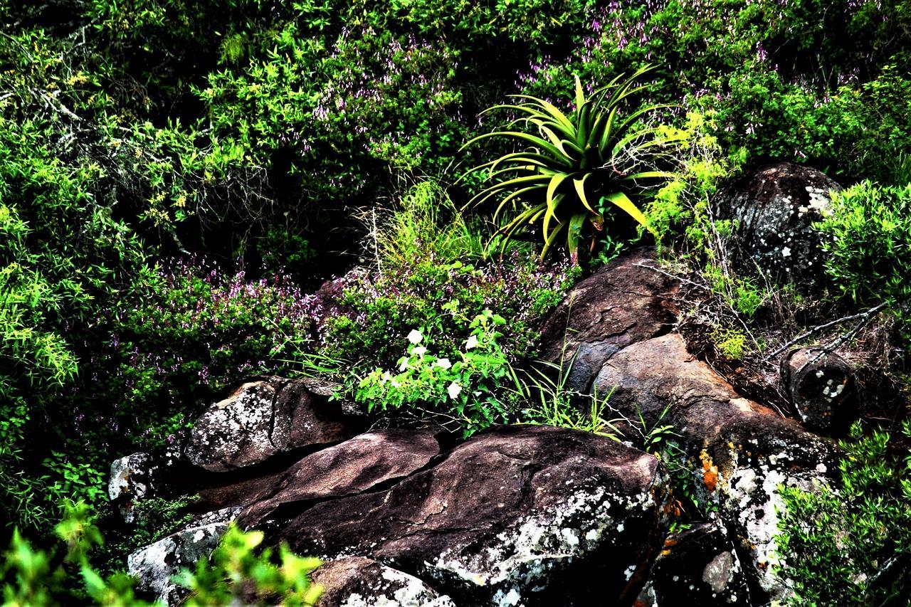 Graceland Eco Retreat Magoebaskloof Dış mekan fotoğraf