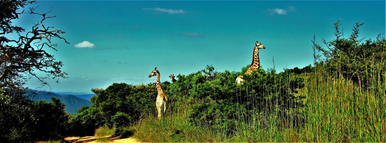 Graceland Eco Retreat Magoebaskloof Dış mekan fotoğraf