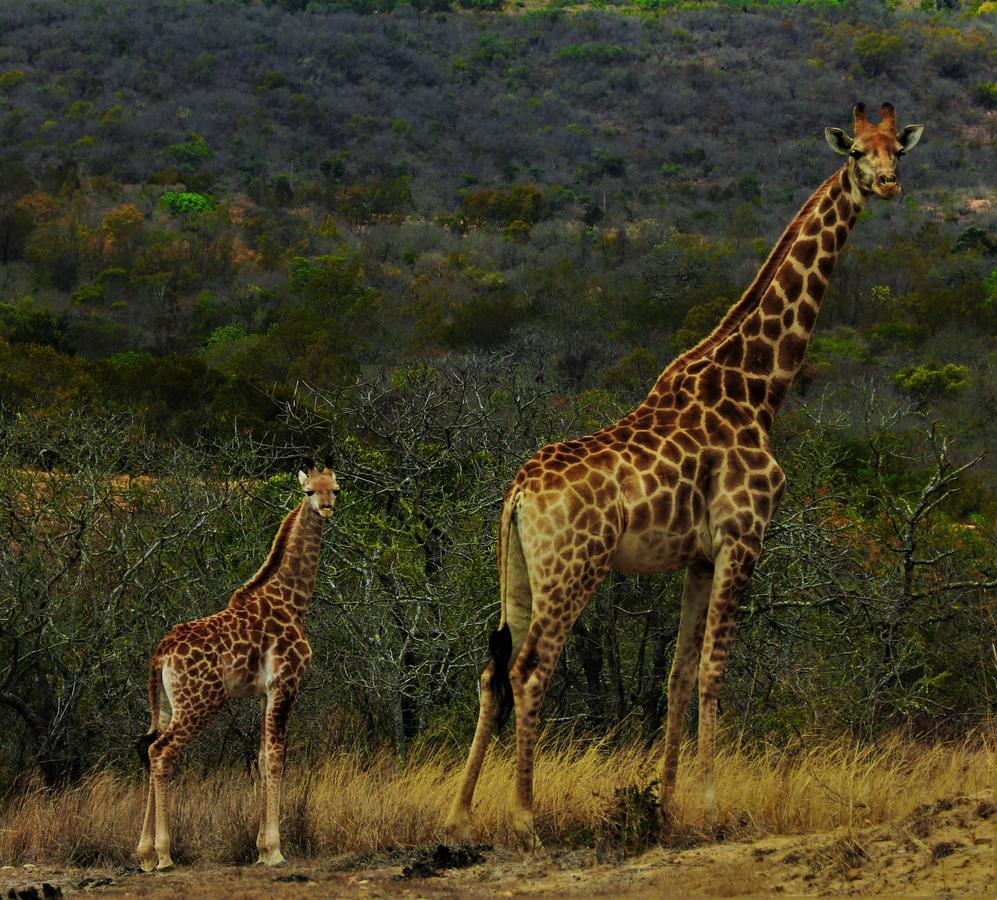 Graceland Eco Retreat Magoebaskloof Dış mekan fotoğraf